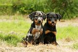 BEAUCERON - PUPPIES 272